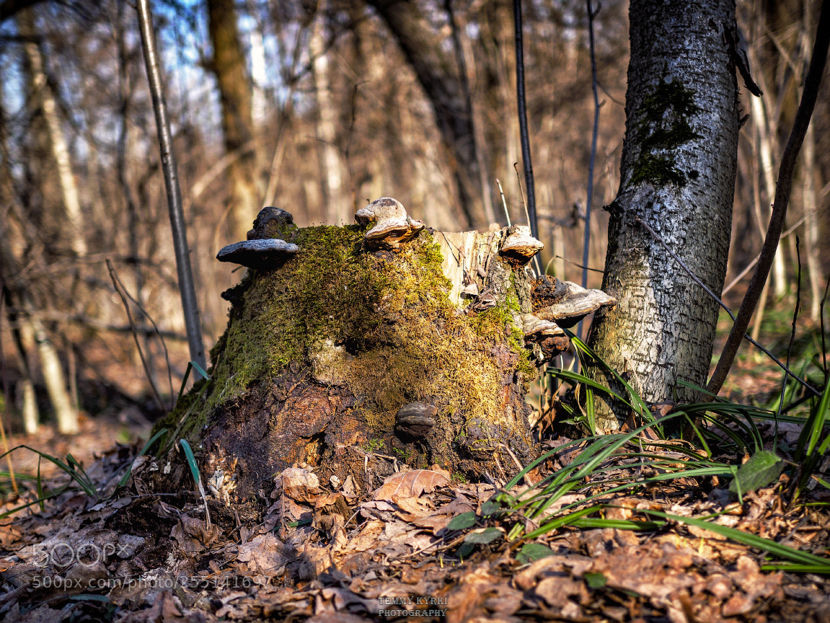 Olympus OM-D E-M1 sample photo. Stump photography