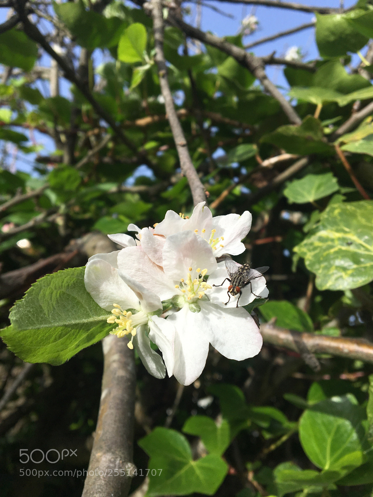 Apple iPhone 6s sample photo. Untitled photography