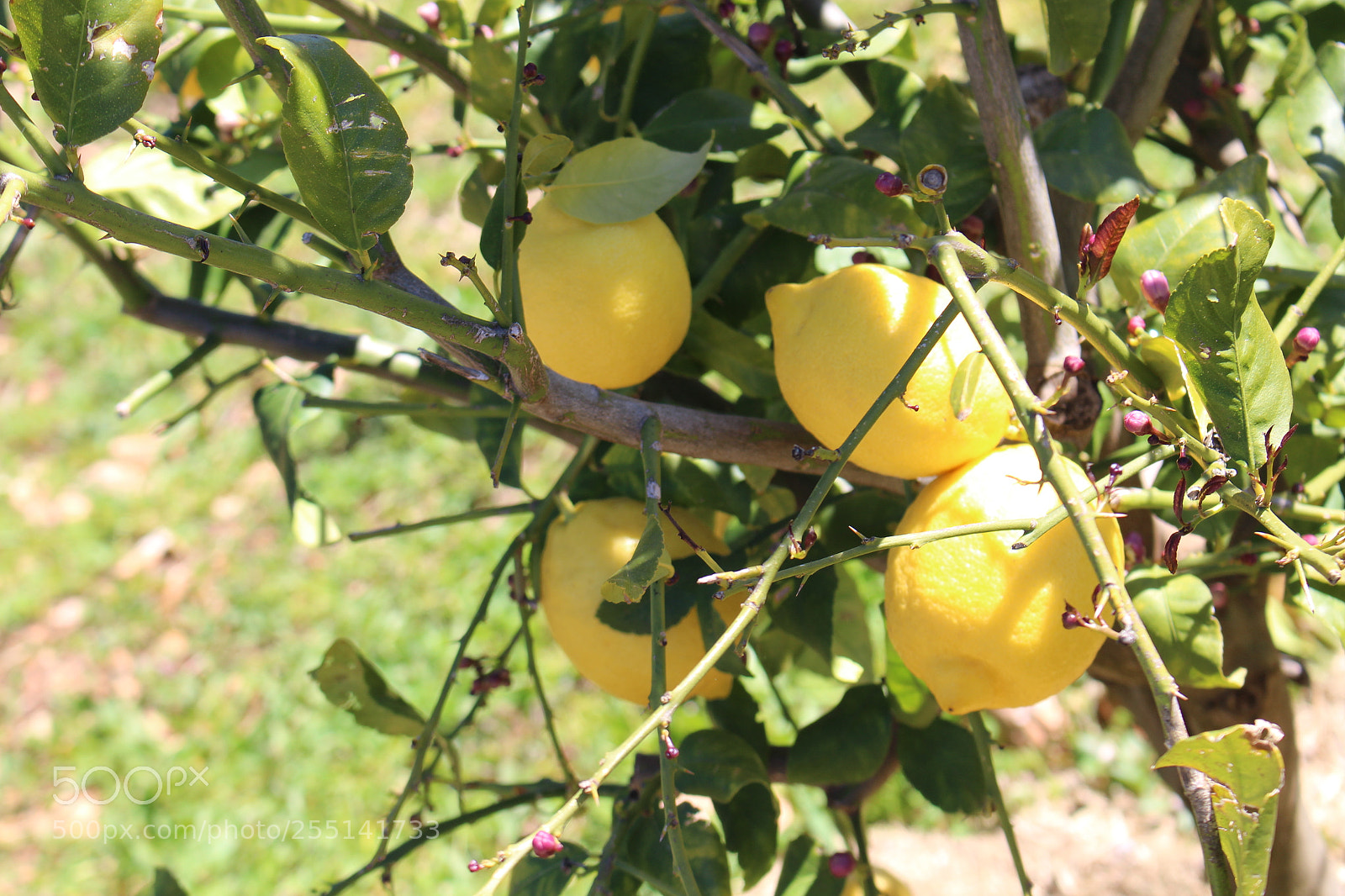 Canon EOS 700D (EOS Rebel T5i / EOS Kiss X7i) sample photo. Mallorca - pollesa photography