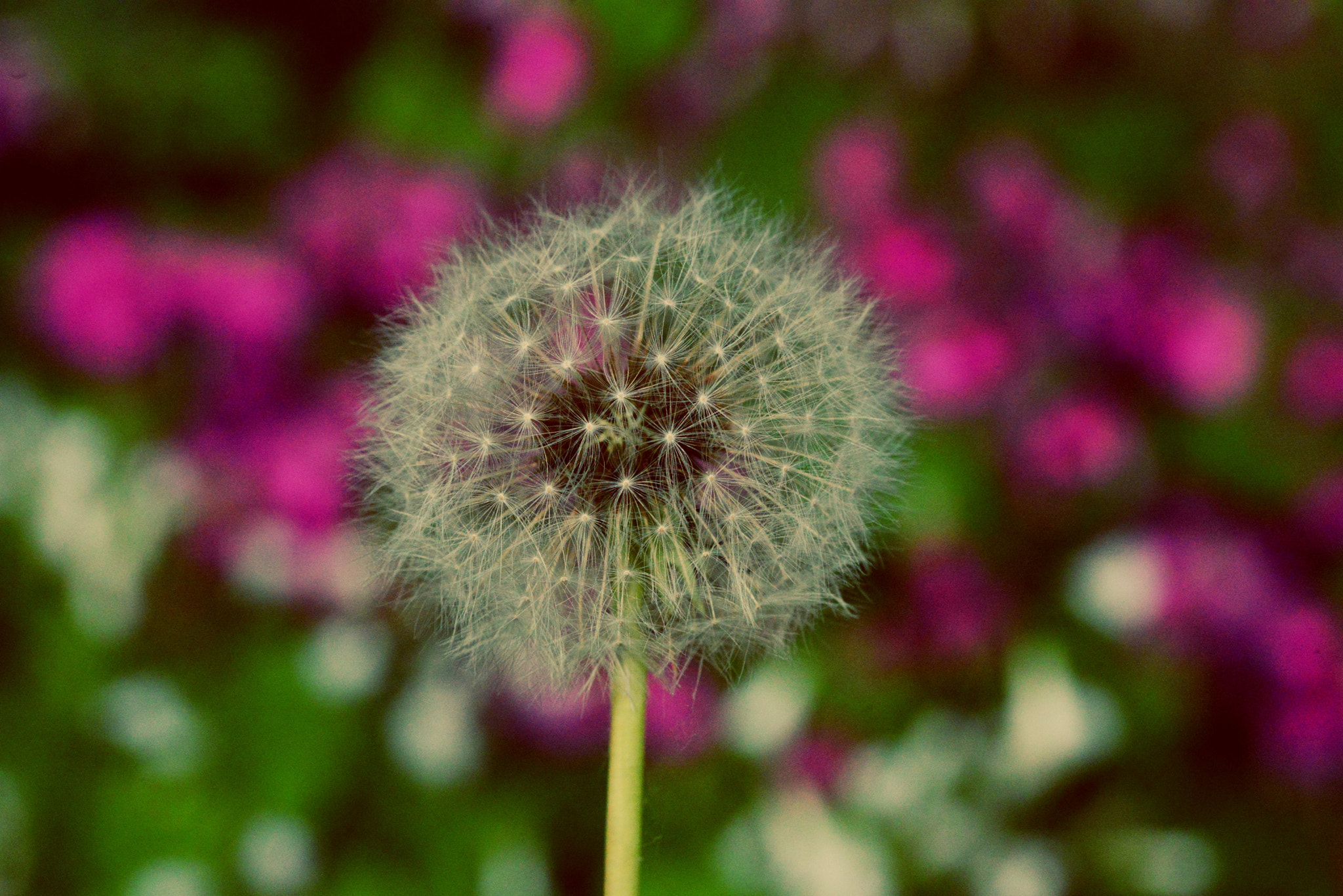 Sigma 105mm F2.8 EX DG OS HSM sample photo