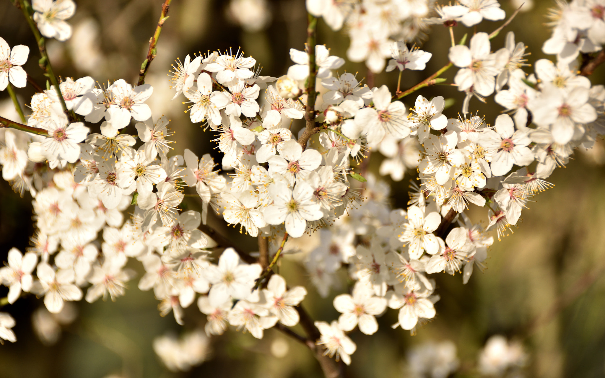 Sigma 18-250mm F3.5-6.3 DC Macro OS HSM sample photo. In bloom photography