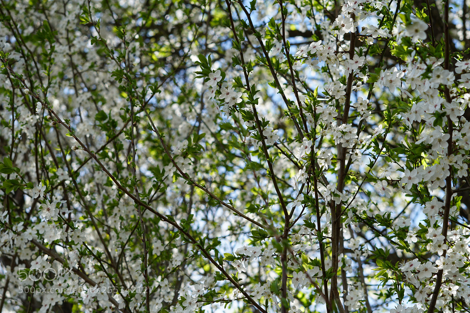 Sony a6300 sample photo. Dsc photography