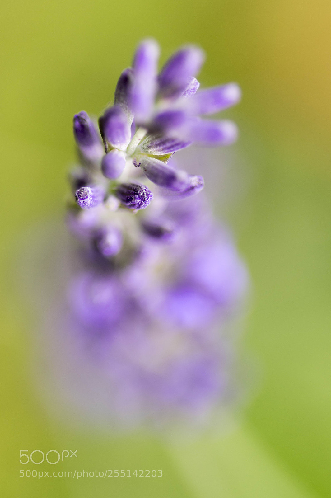 Pentax K-3 sample photo. Lavande photography