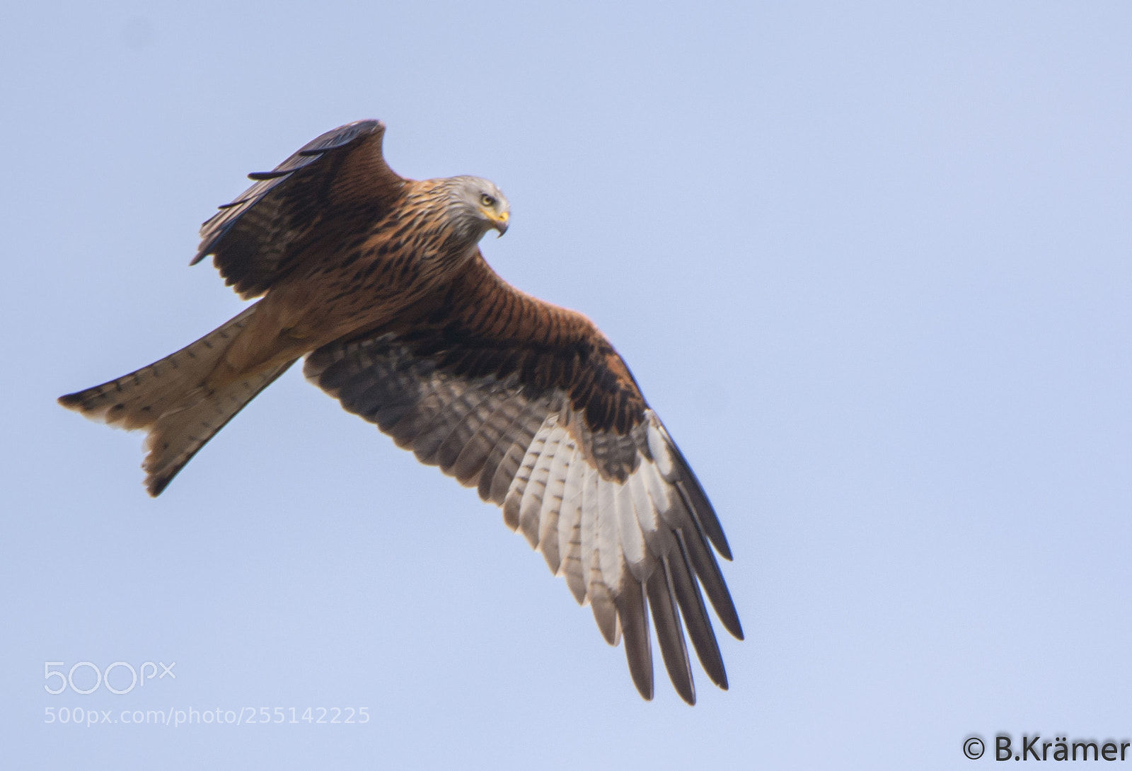 Nikon D7100 sample photo. Rotmilan / redkite photography