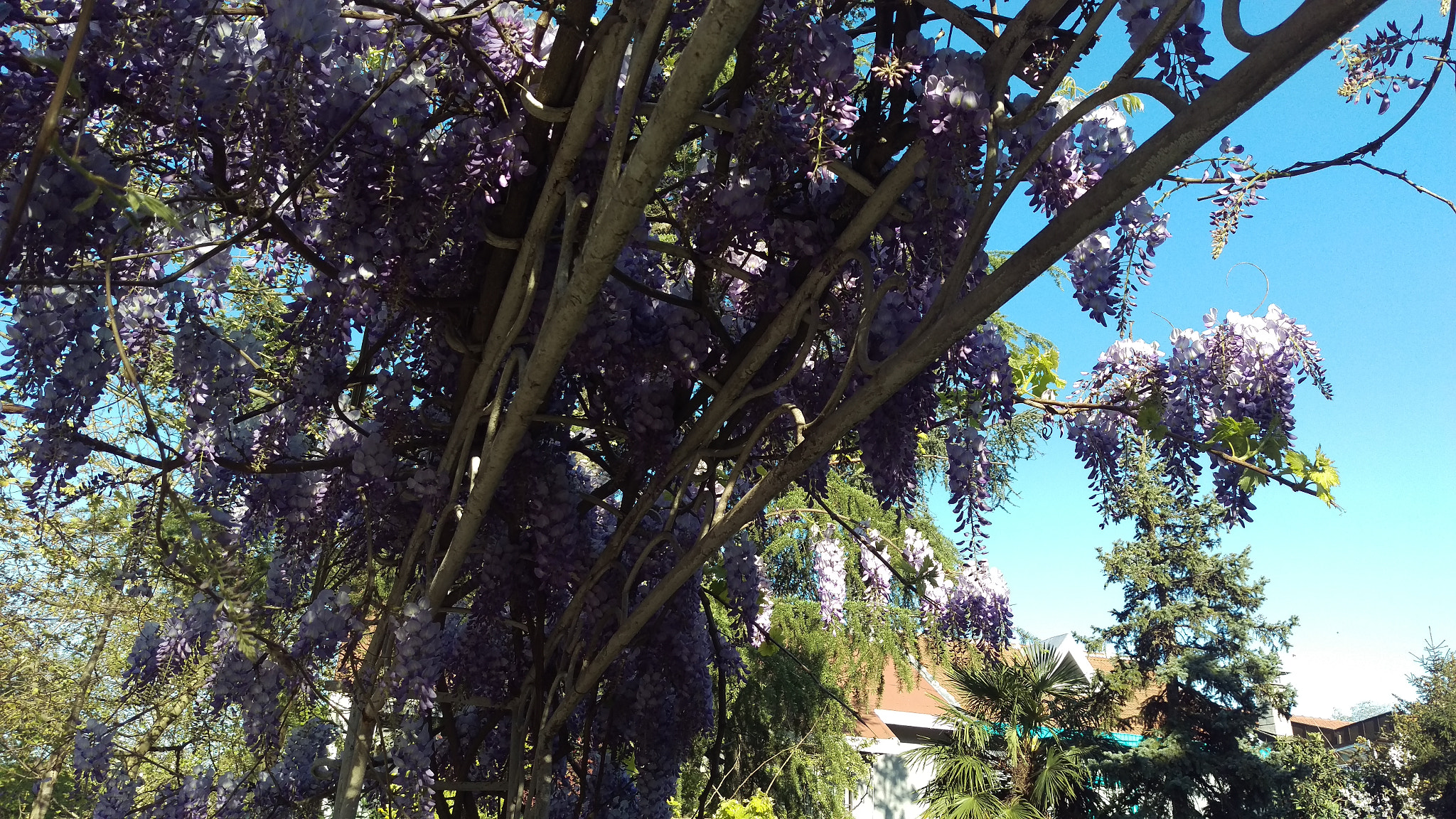HTC ONE M9 sample photo. Wisteria sinensis photography