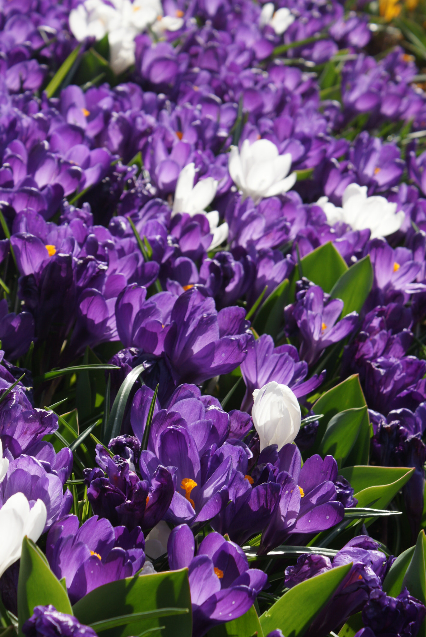 Sony DT 18-70mm F3.5-5.6 sample photo. Krokus photography