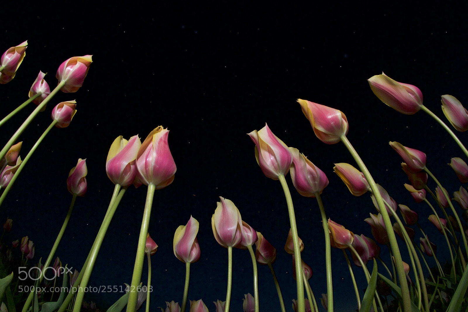 Nikon D300S sample photo. Dancing under the stars photography