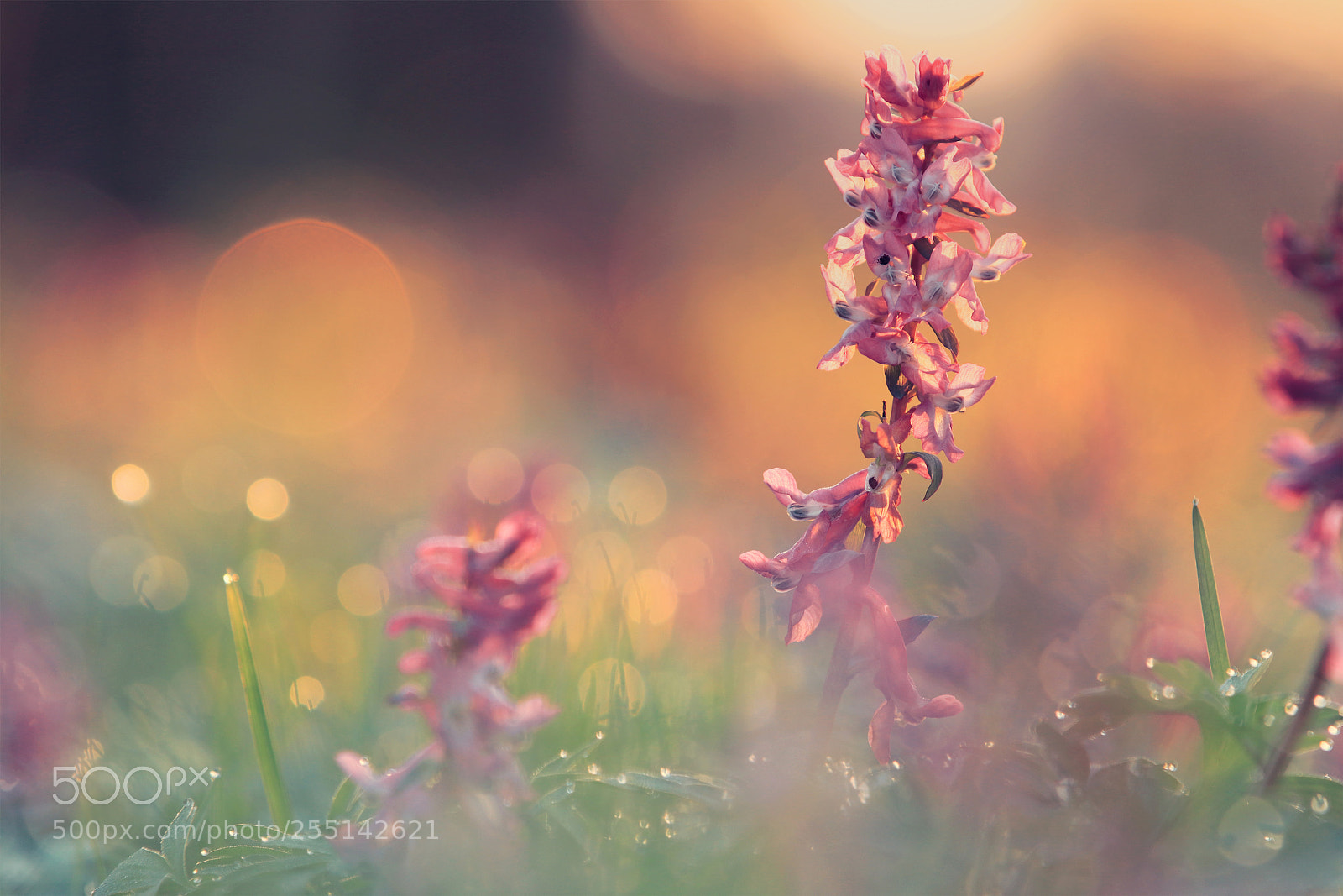Canon EOS 80D sample photo. Flower photography