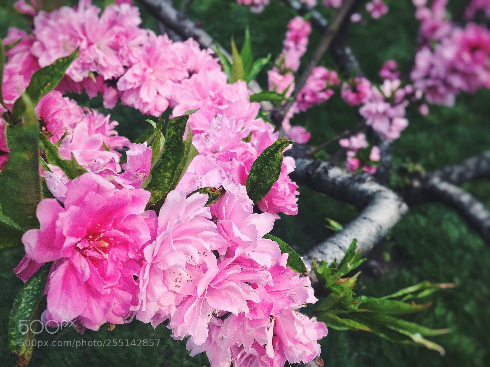 Apple iPhone 6s sample photo. 随手拍 photography