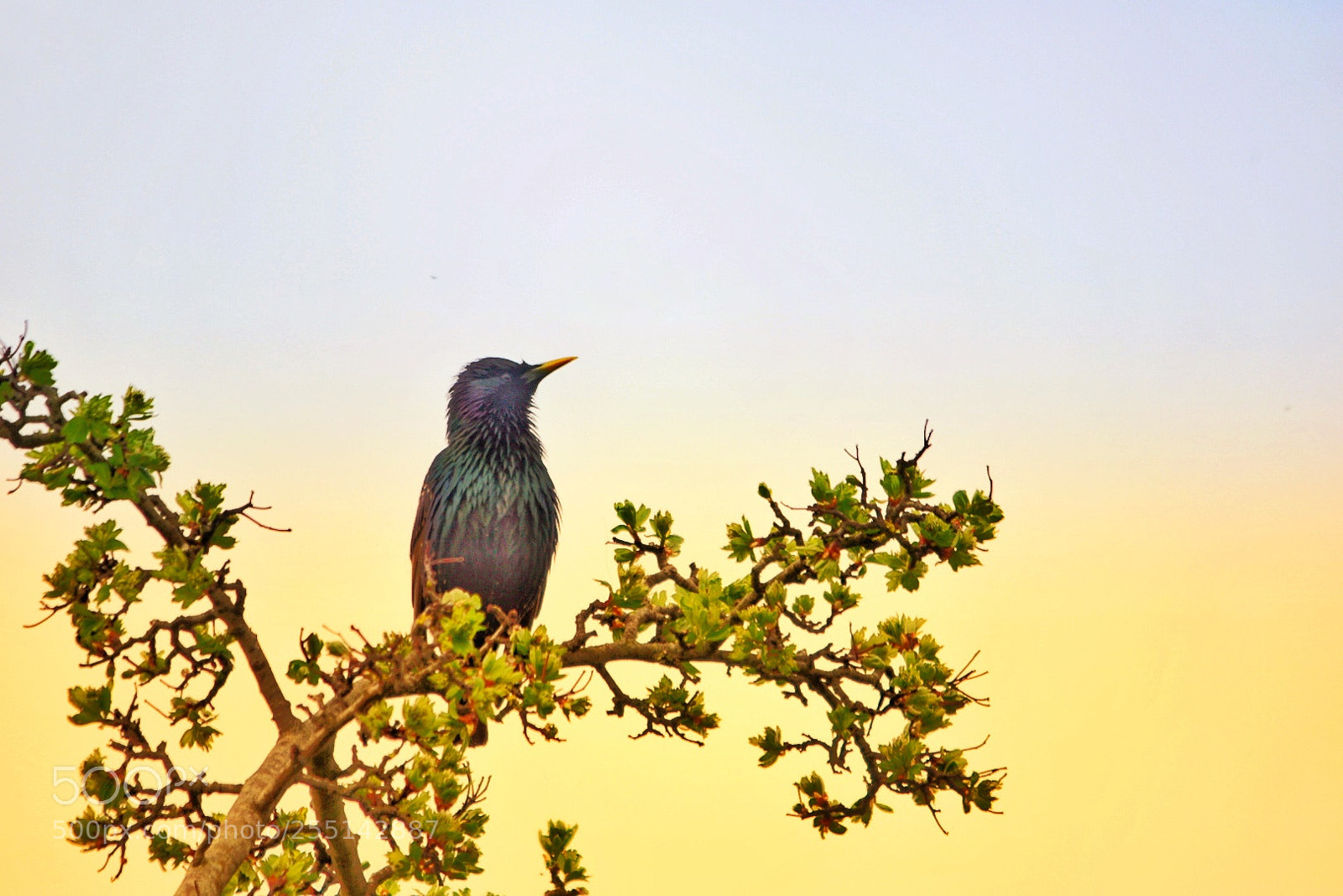 Nikon D5300 sample photo. Bird enjoy sunshine ! photography