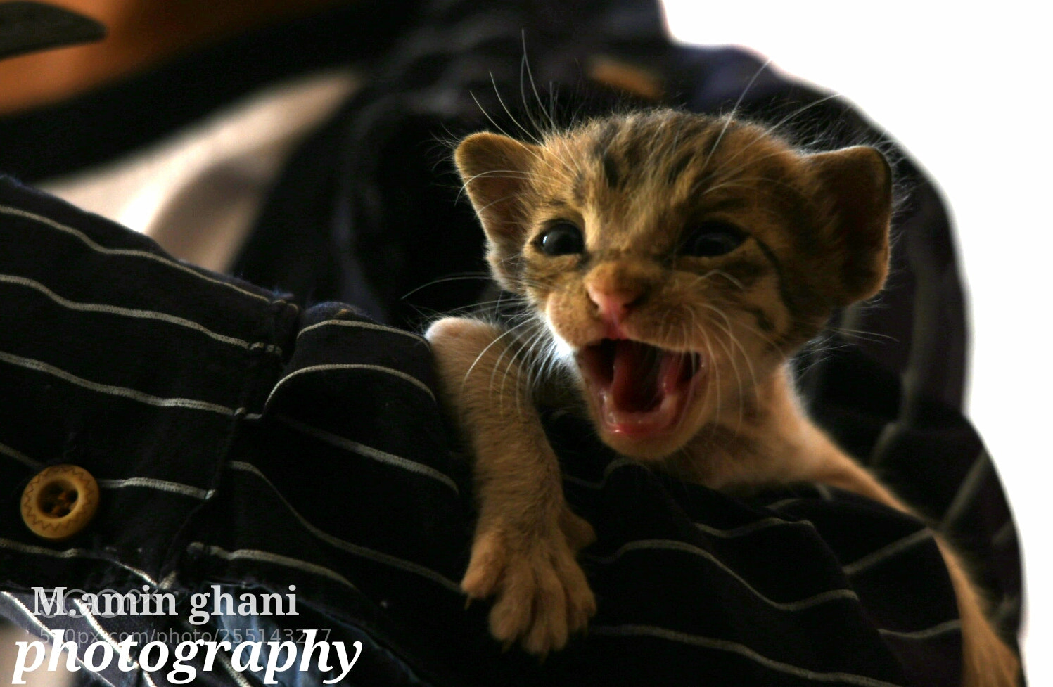 Nikon D7500 sample photo. Lovely cat photography