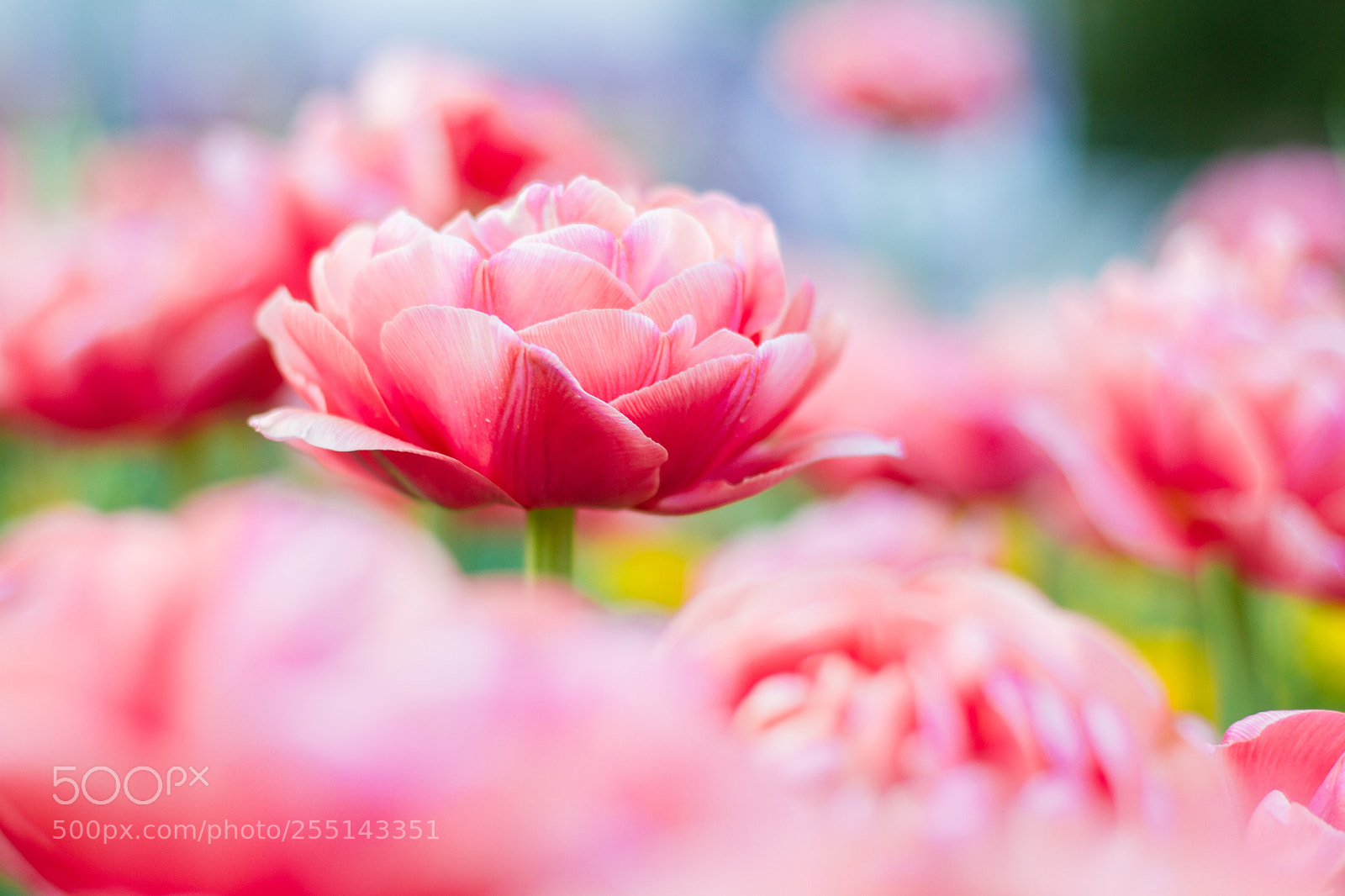 Canon EOS 7D sample photo. You are absolutely unique photography