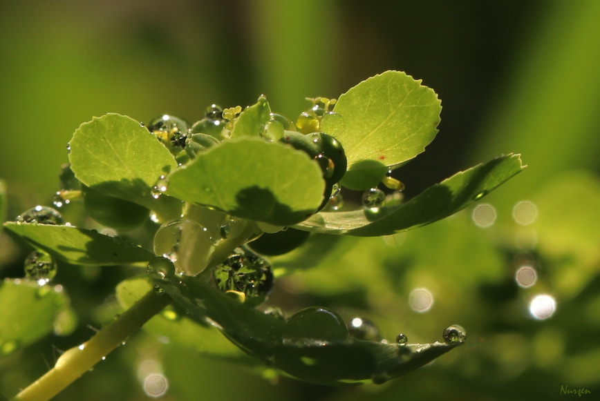Canon EF 100mm F2.8L Macro IS USM sample photo. Green photography