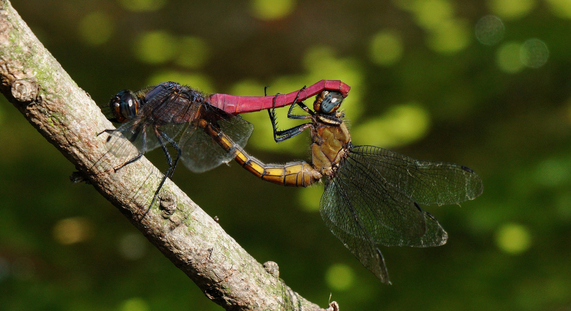 Sony 70-400mm F4-5.6 G SSM II sample photo. Making love photography