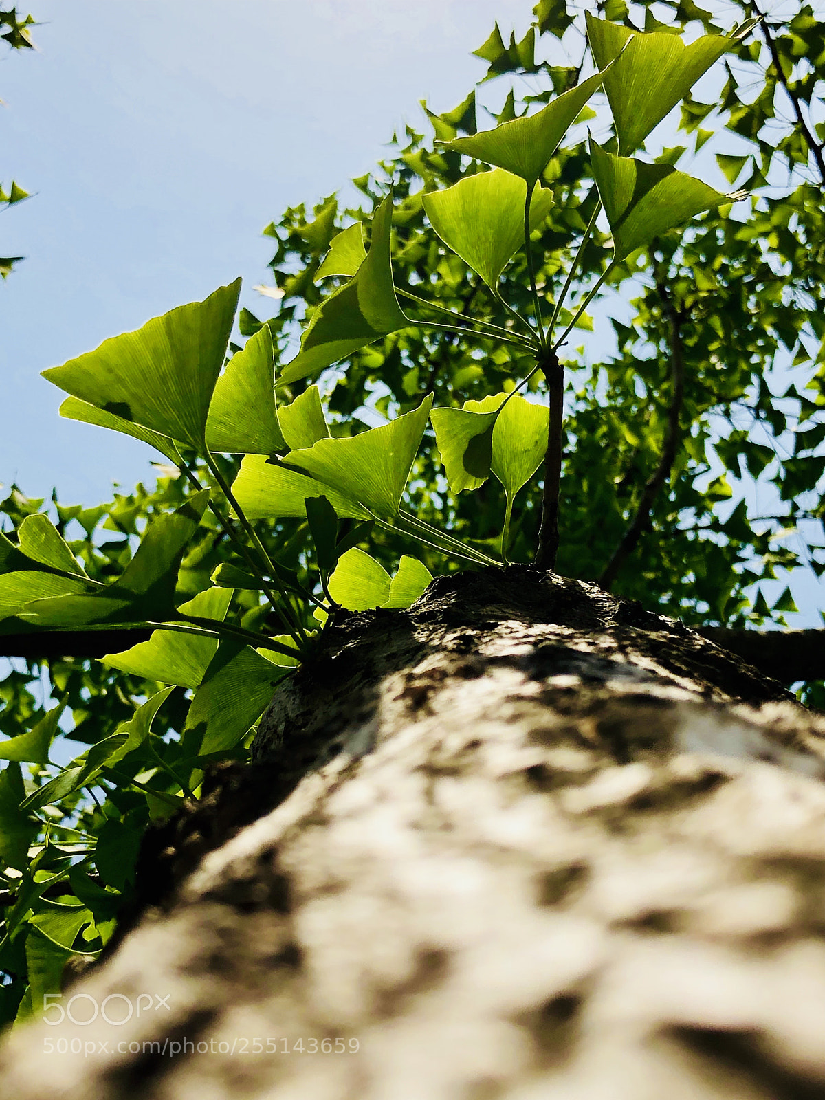 Apple iPhone X sample photo. New life photography
