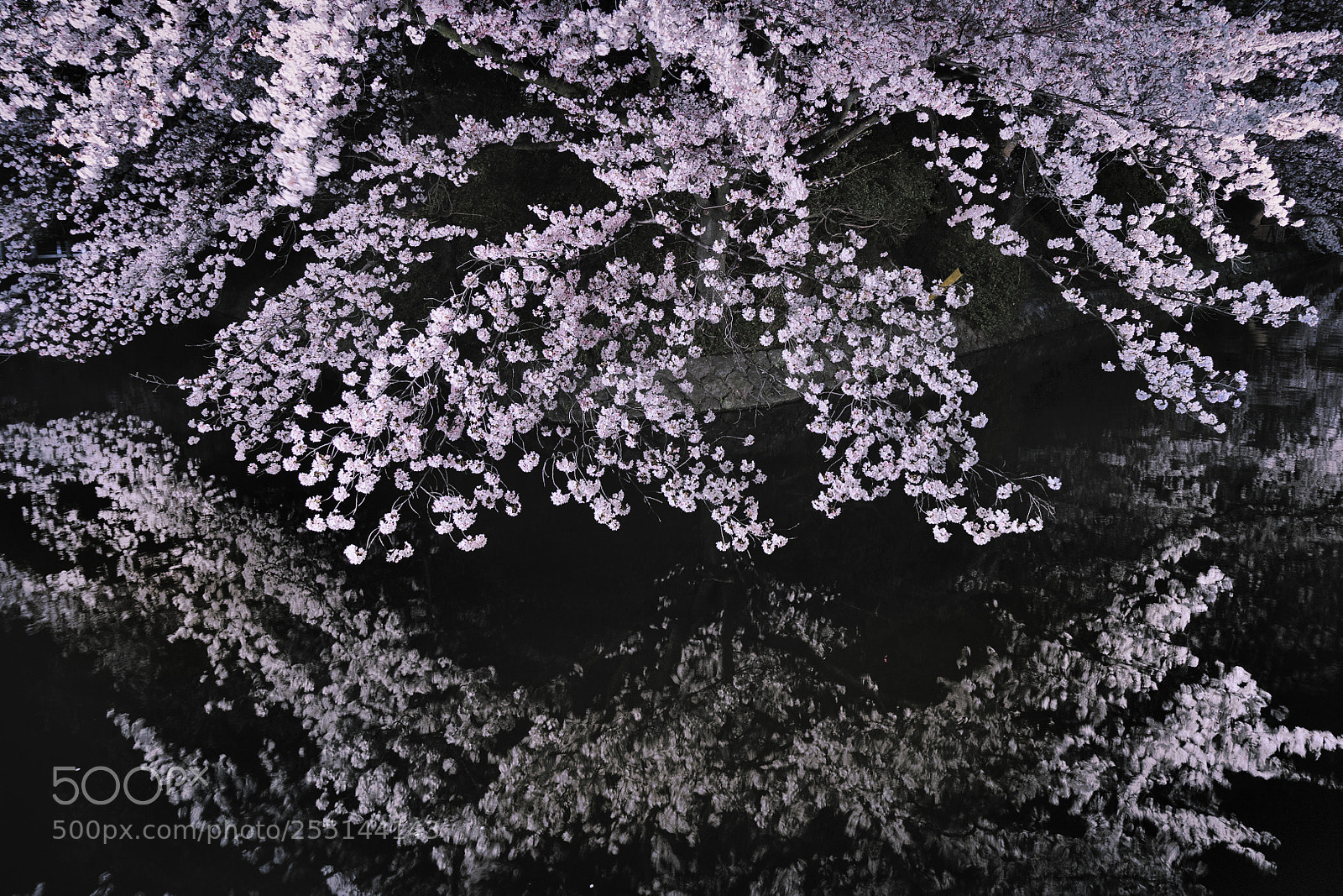 Sony a7 II sample photo. 艶桜〜glossy cherry photography