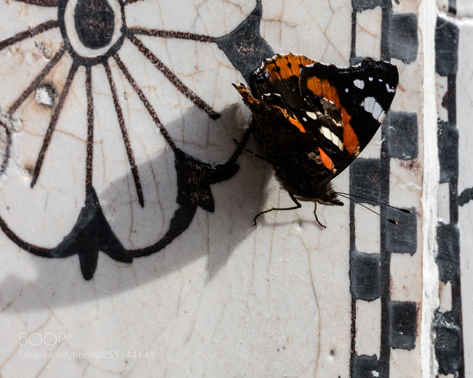 Canon EOS 5DS R sample photo. Butterfly,close up photography