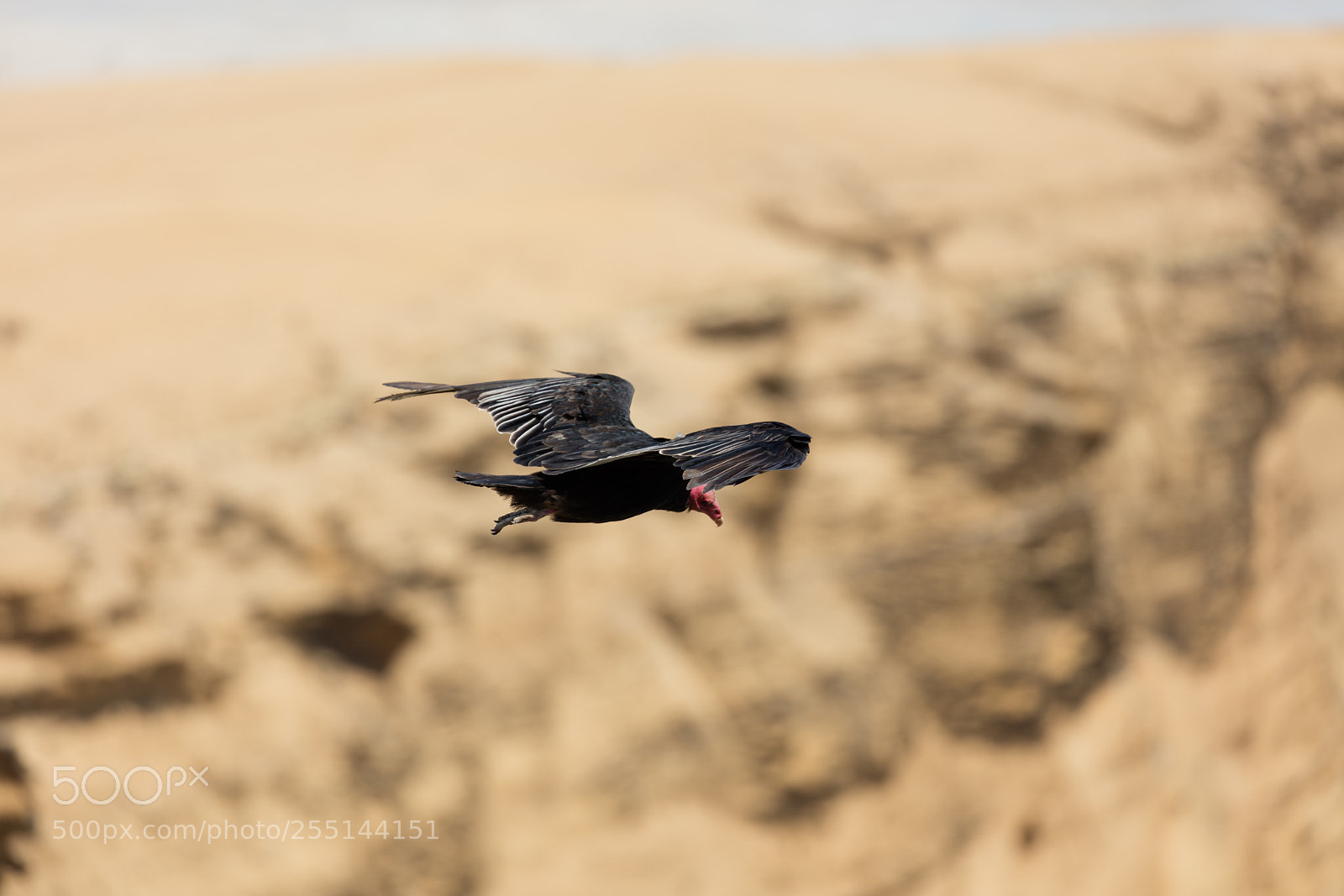 Canon EOS 5DS R sample photo. Andean condor in flight photography