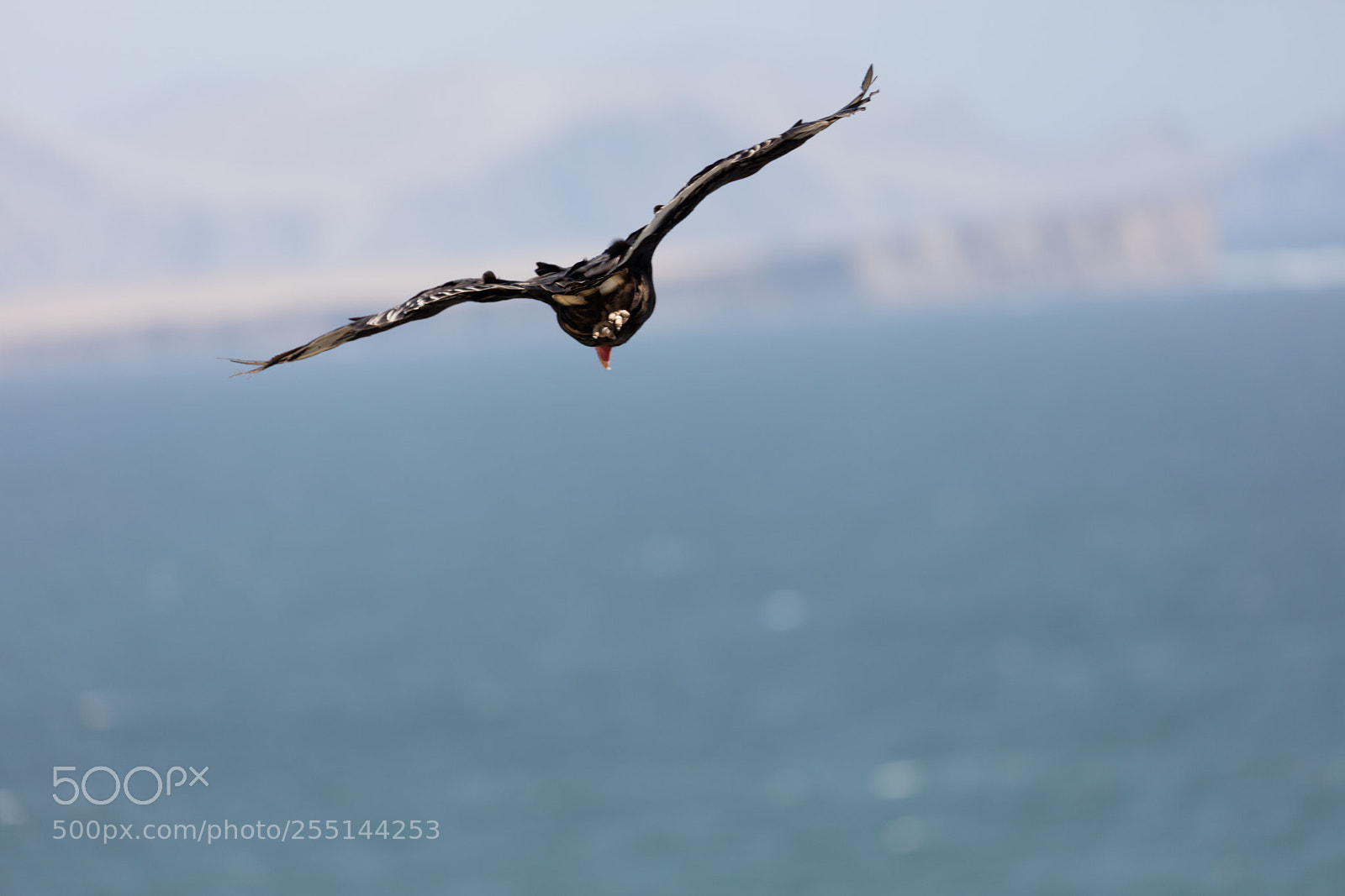 Canon EOS 5DS R sample photo. Andean condor in flight photography