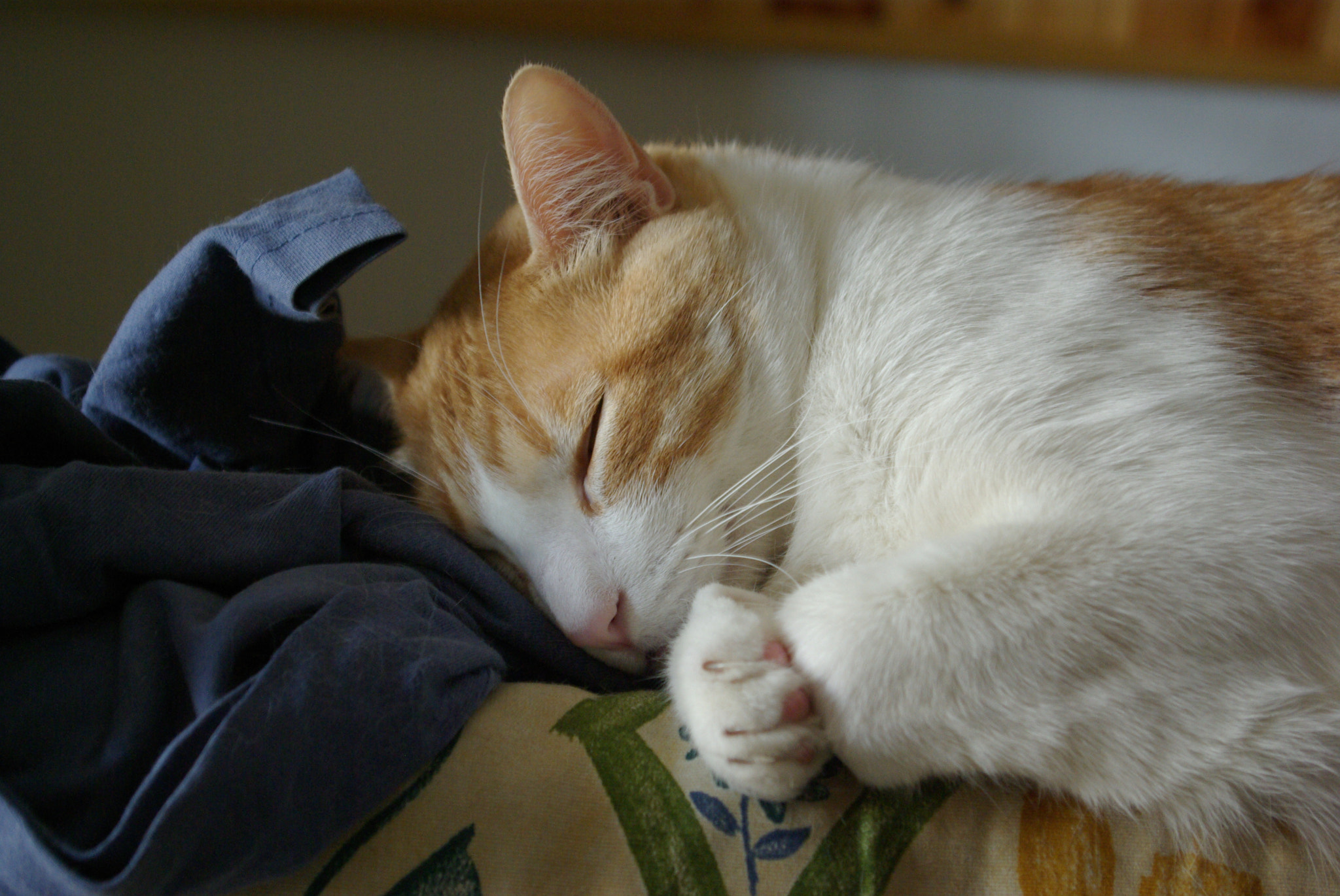 Pentax smc DA 18-55mm F3.5-5.6 AL sample photo. After a good breakfast... photography