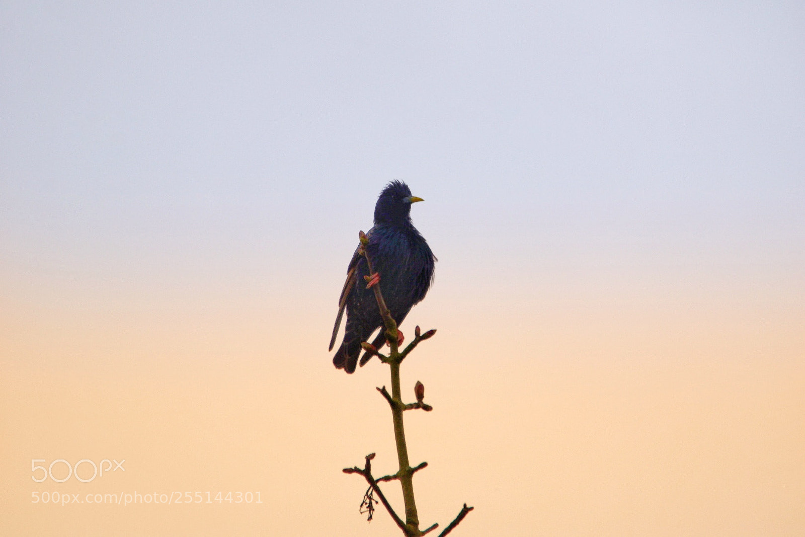 Nikon D5300 sample photo. Sitting up high photography
