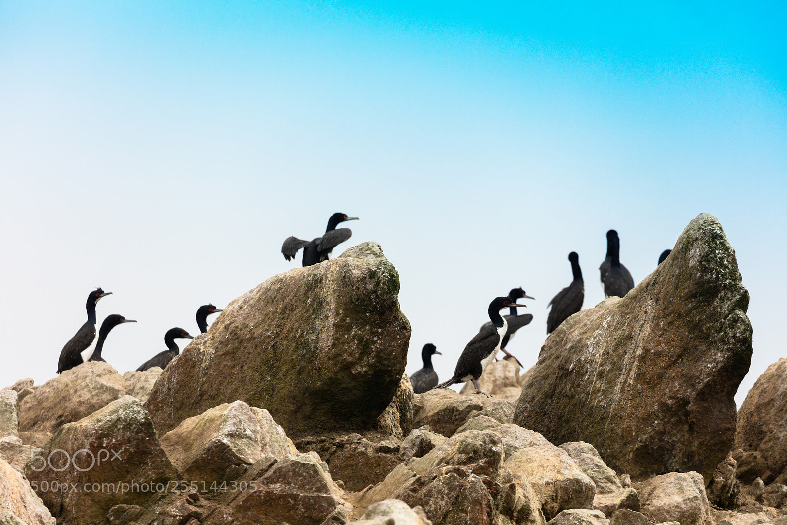 Canon EOS 5DS R sample photo. Ballestas islands, perù photography
