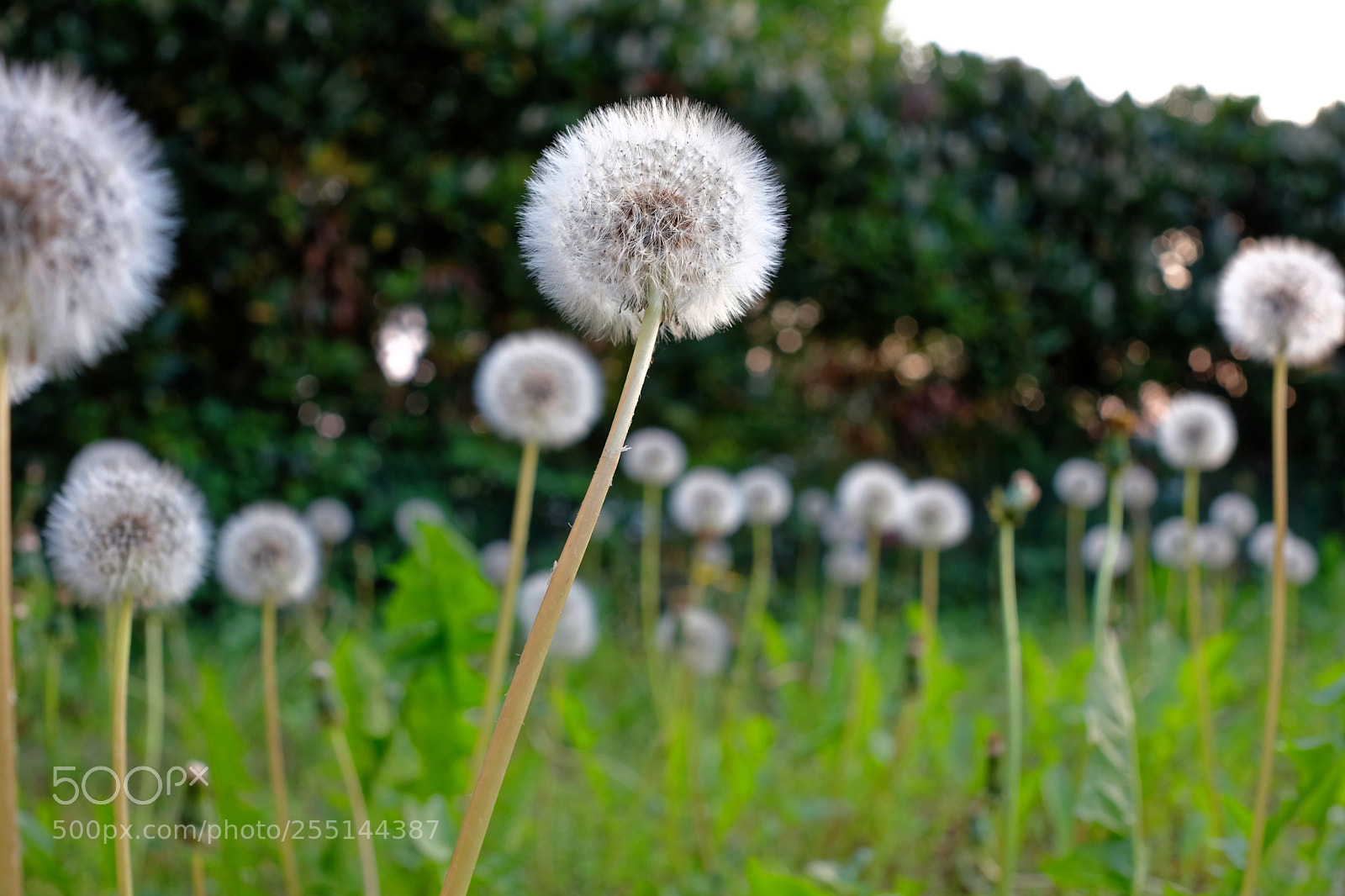 Fujifilm X-H1 sample photo. The fantastic fuji 23mm photography