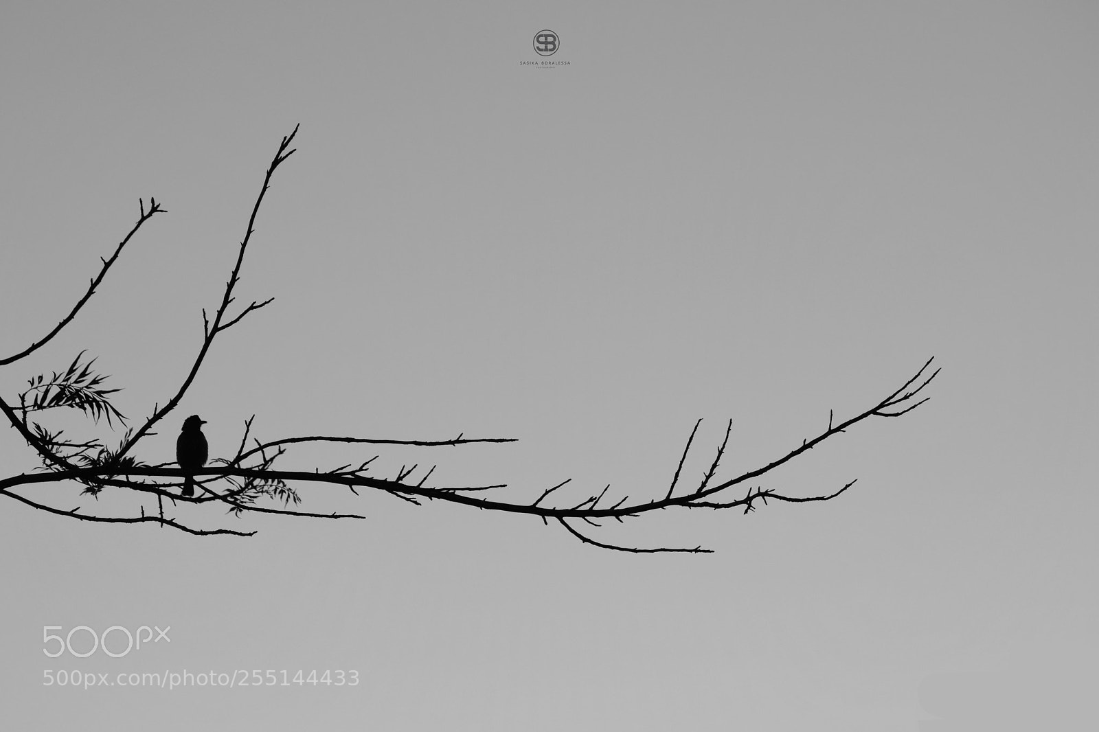 Nikon D3300 sample photo. Lonely bird photography