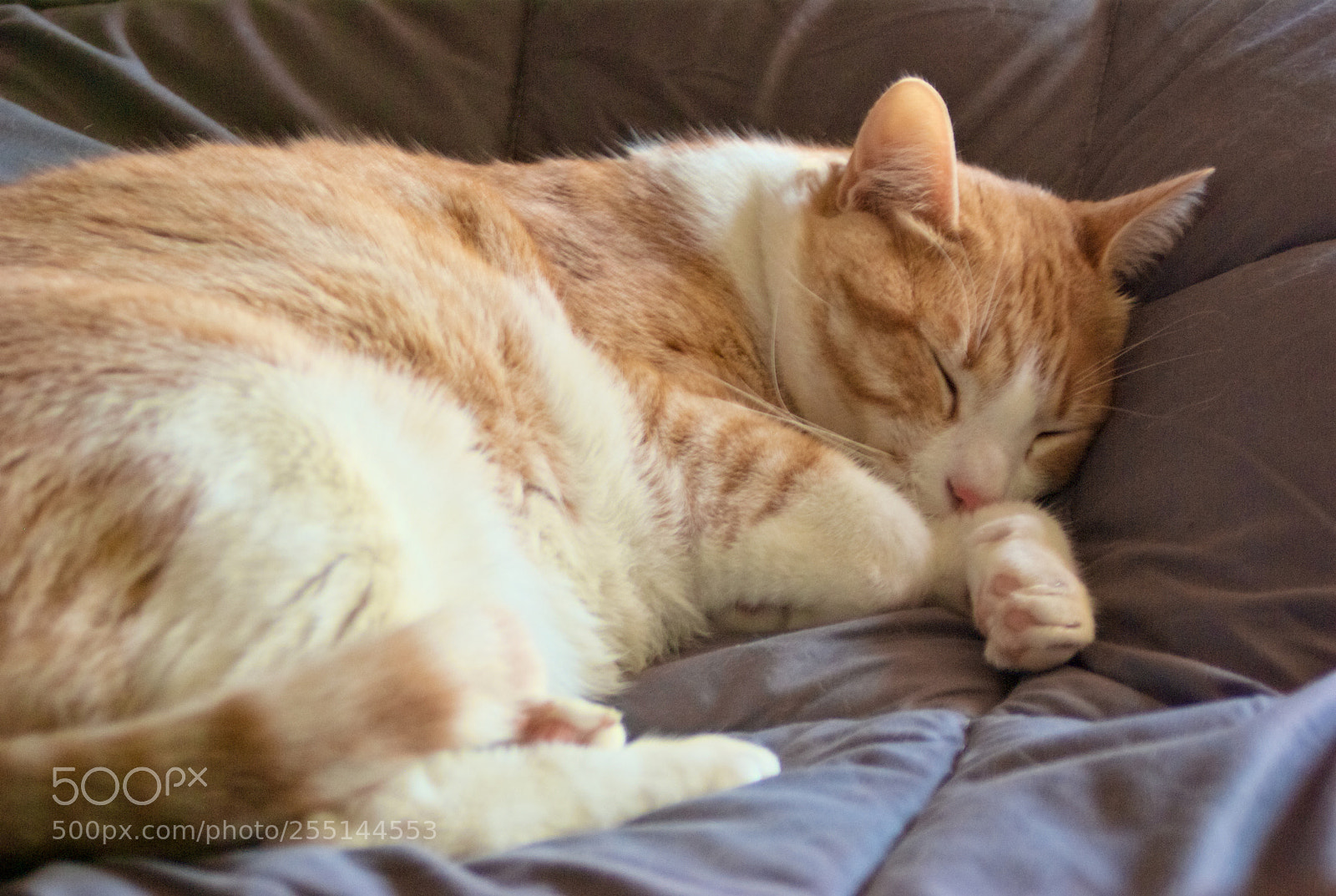 Pentax K10D sample photo. Cat's life... photography