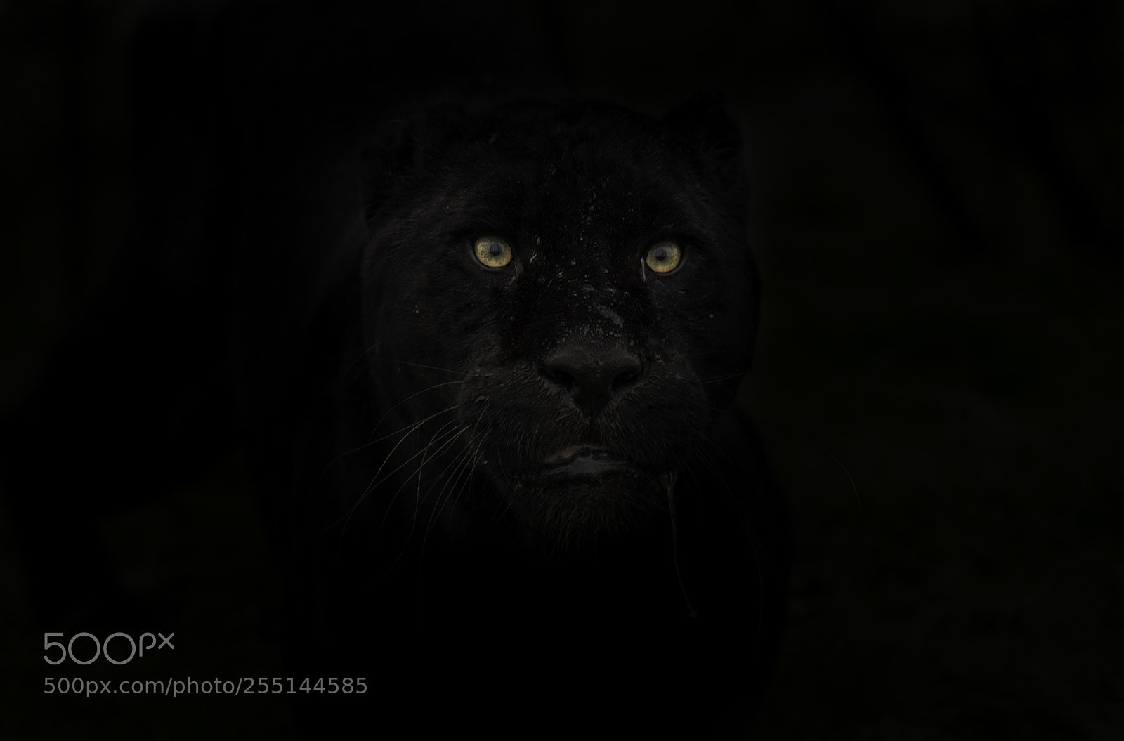 Nikon D5 sample photo. Black jaguar photography