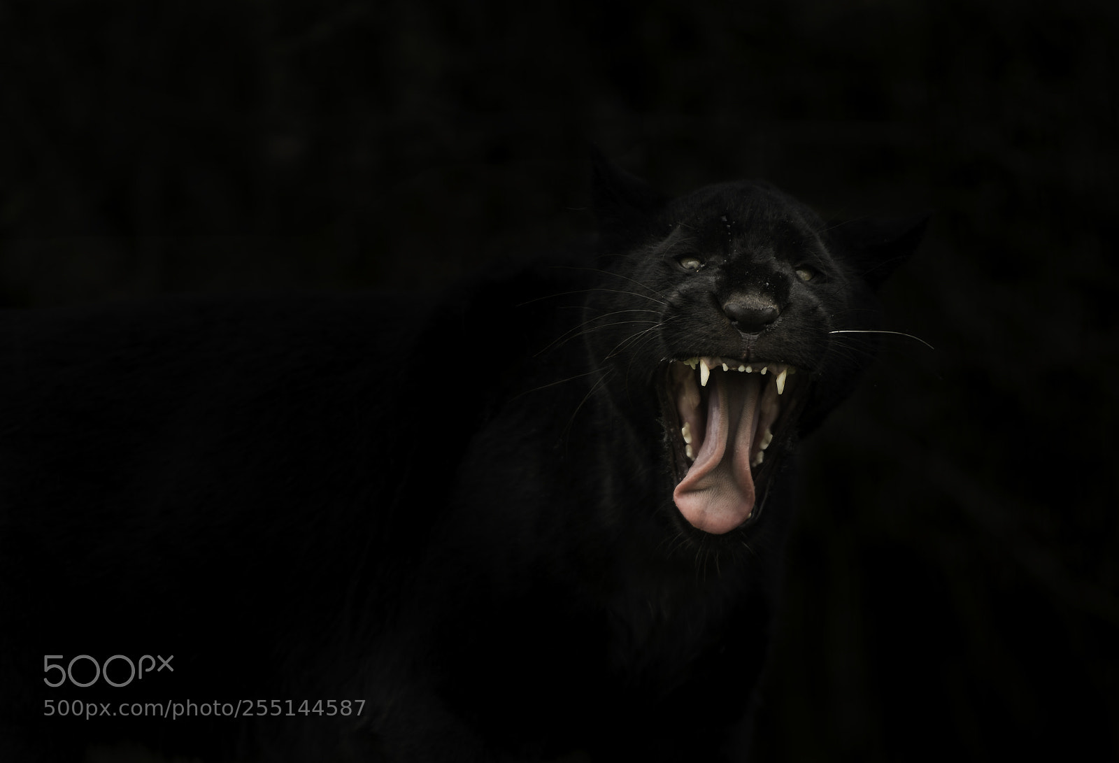 Nikon D5 sample photo. Black jaguar photography