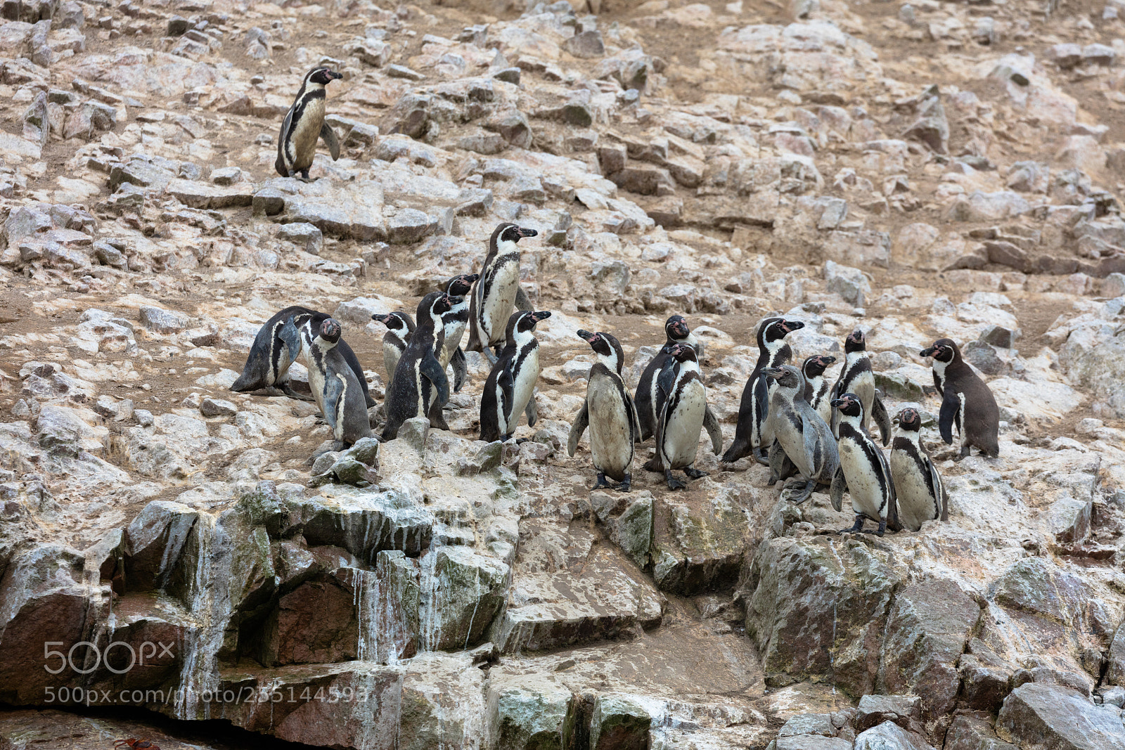Canon EOS 5DS R sample photo. Ballestas islands, perù photography