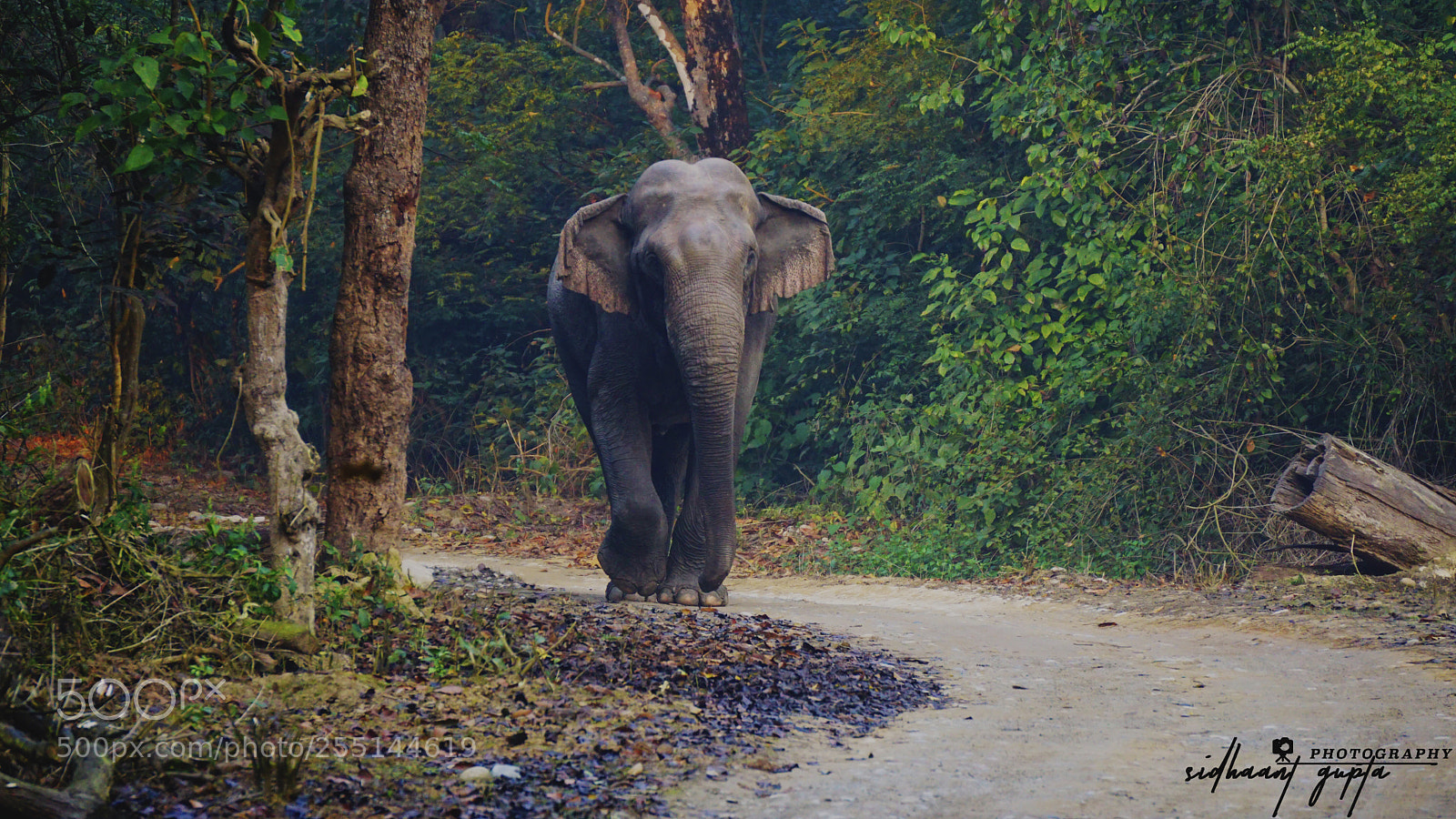 Sony a6000 sample photo. Makhna trail photography