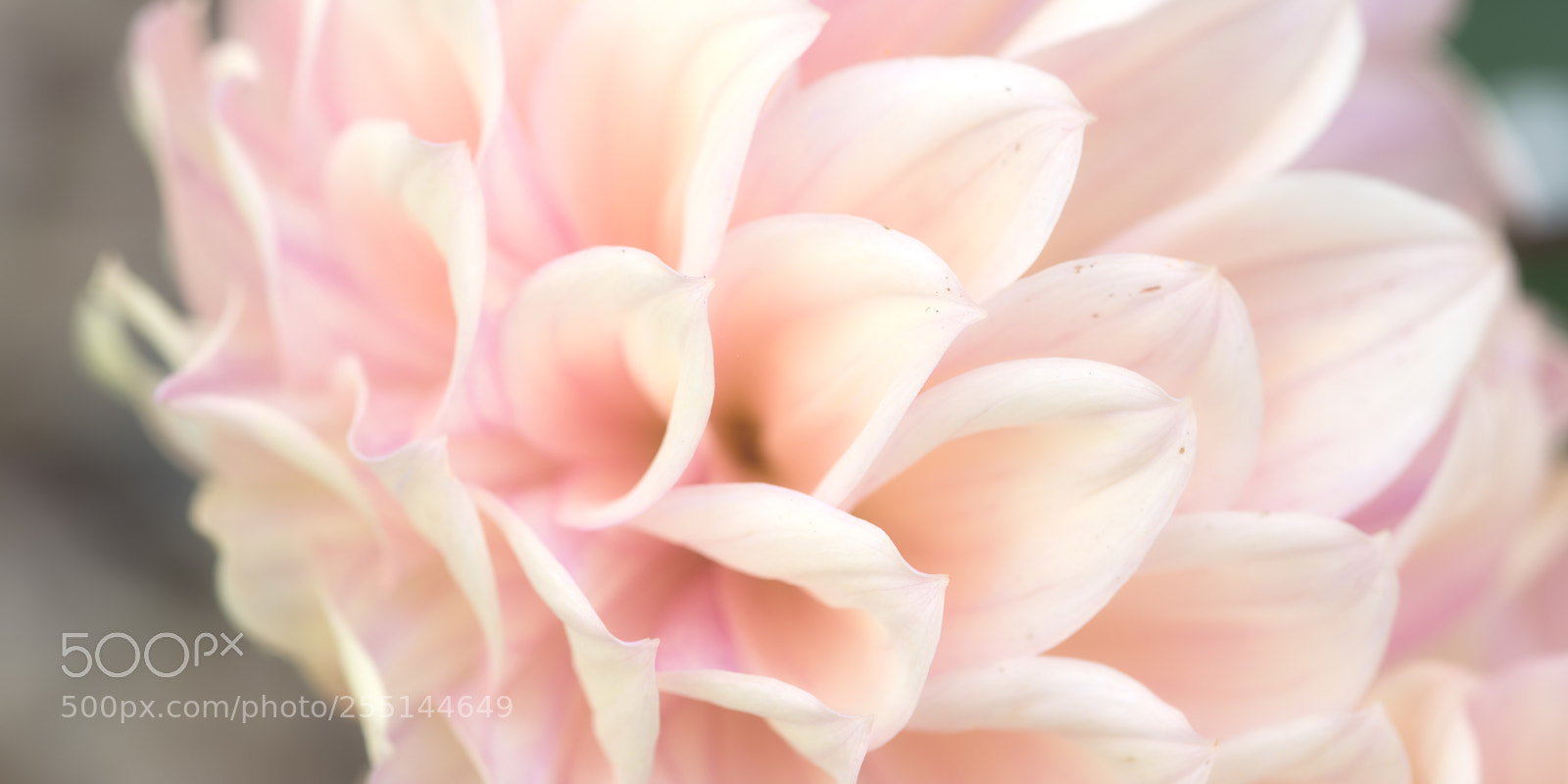 Nikon D810 sample photo. Silky dream photography