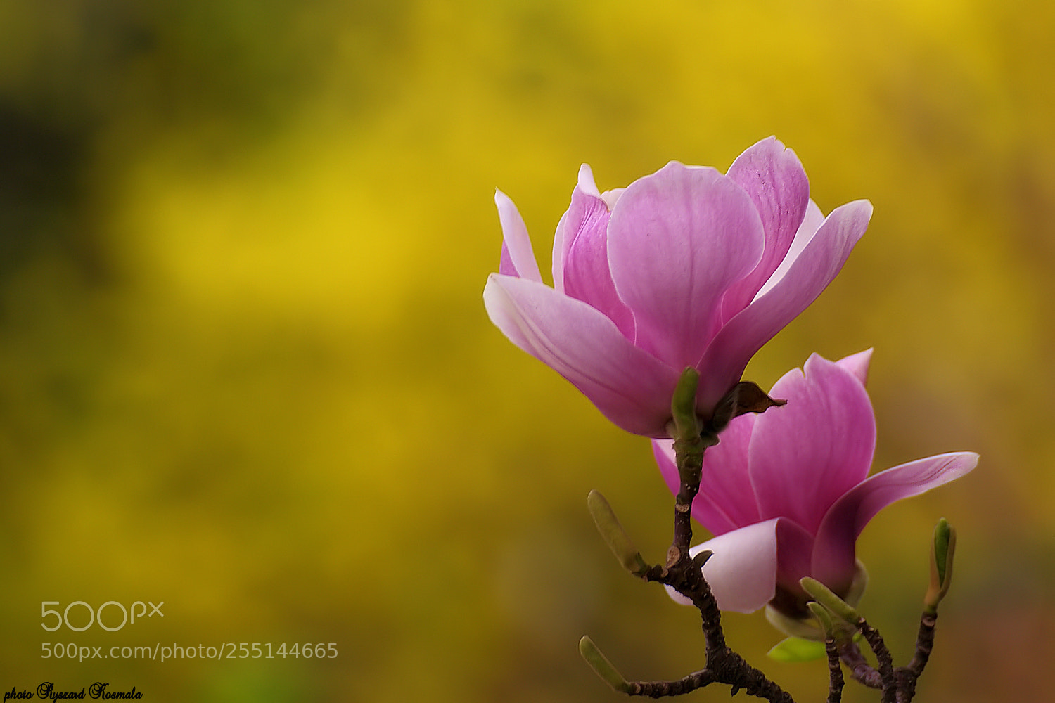 Sony Alpha DSLR-A300 sample photo. Magnolia photography