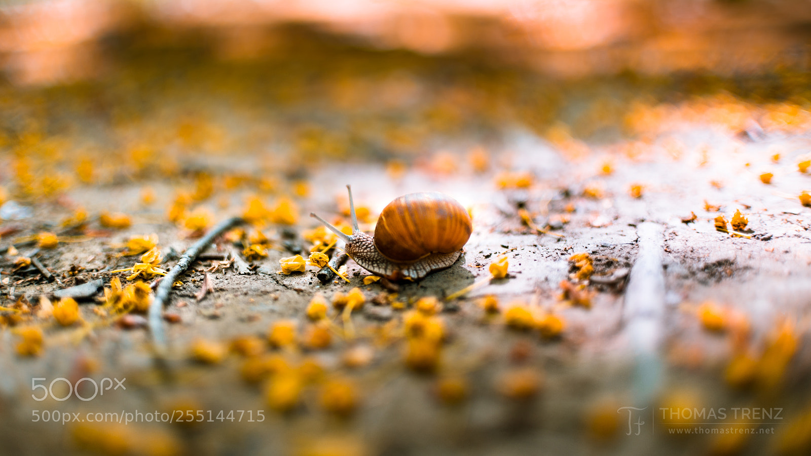Nikon D600 sample photo. Snail run photography