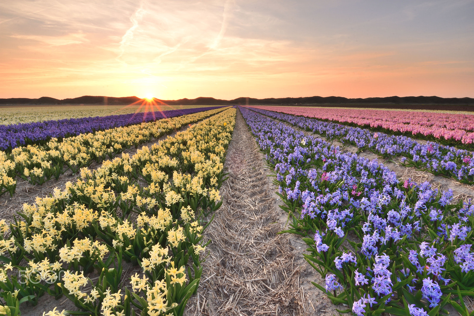 Nikon D7200 sample photo. Hyacinths on texel photography