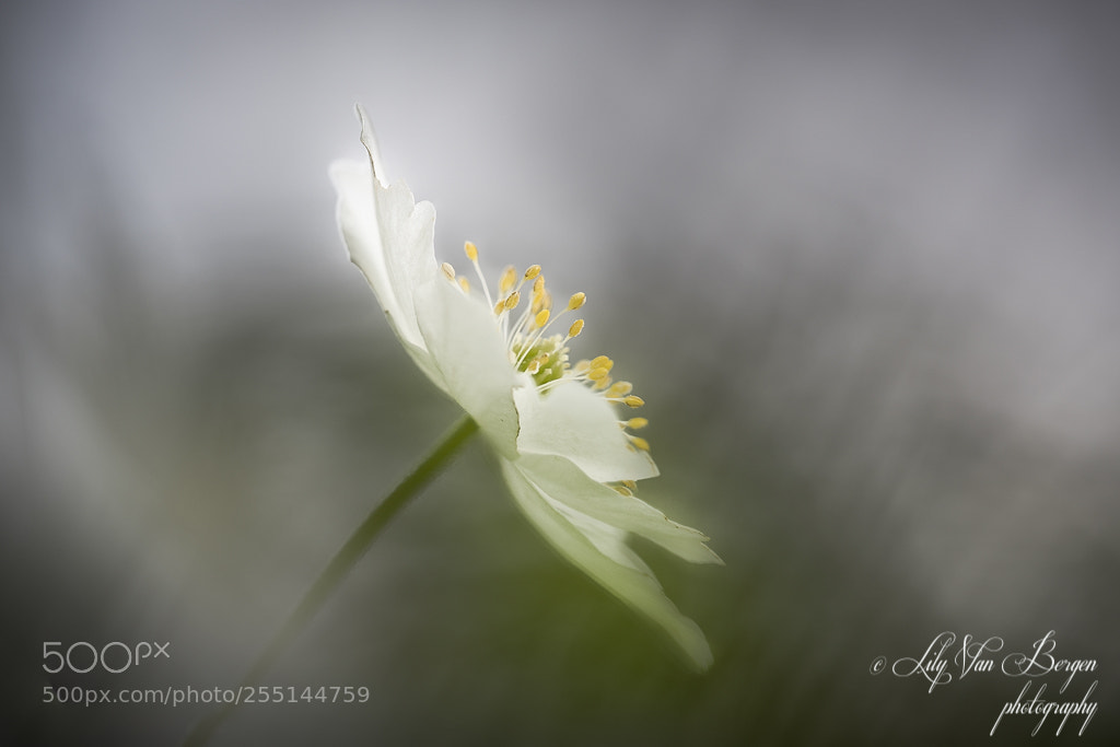 Nikon D810 sample photo. Spring hightlite photography