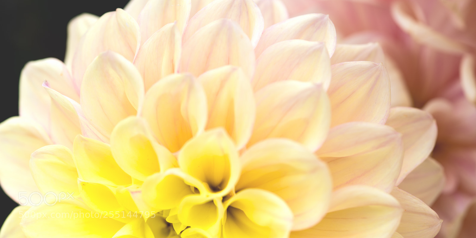 Nikon D810 sample photo. Cream silk dream photography