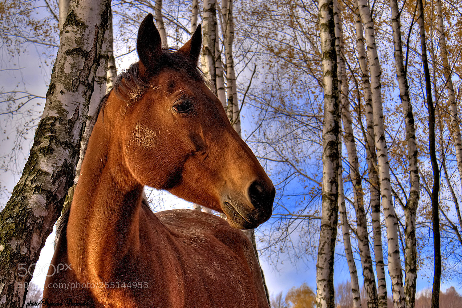 Sony Alpha DSLR-A300 sample photo. Portrait with birches photography