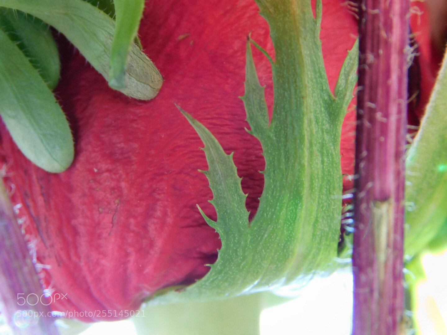 Nikon Coolpix B500 sample photo. Just a rose  photography