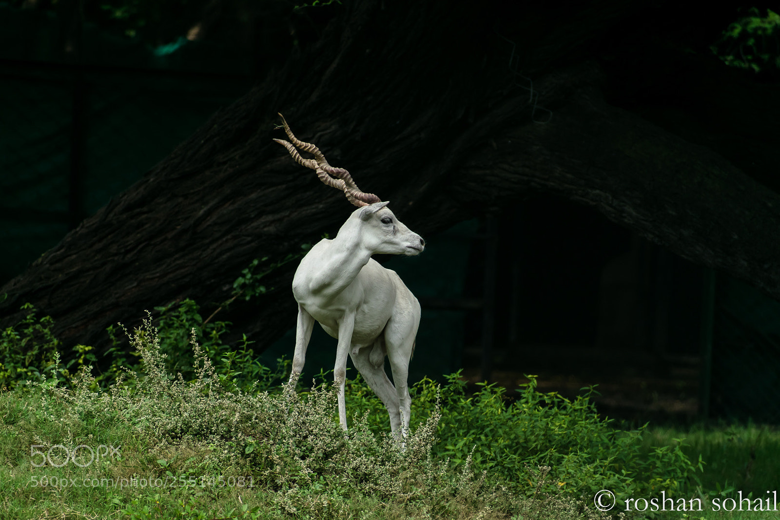 Nikon D5300 sample photo. Albino at the moment photography