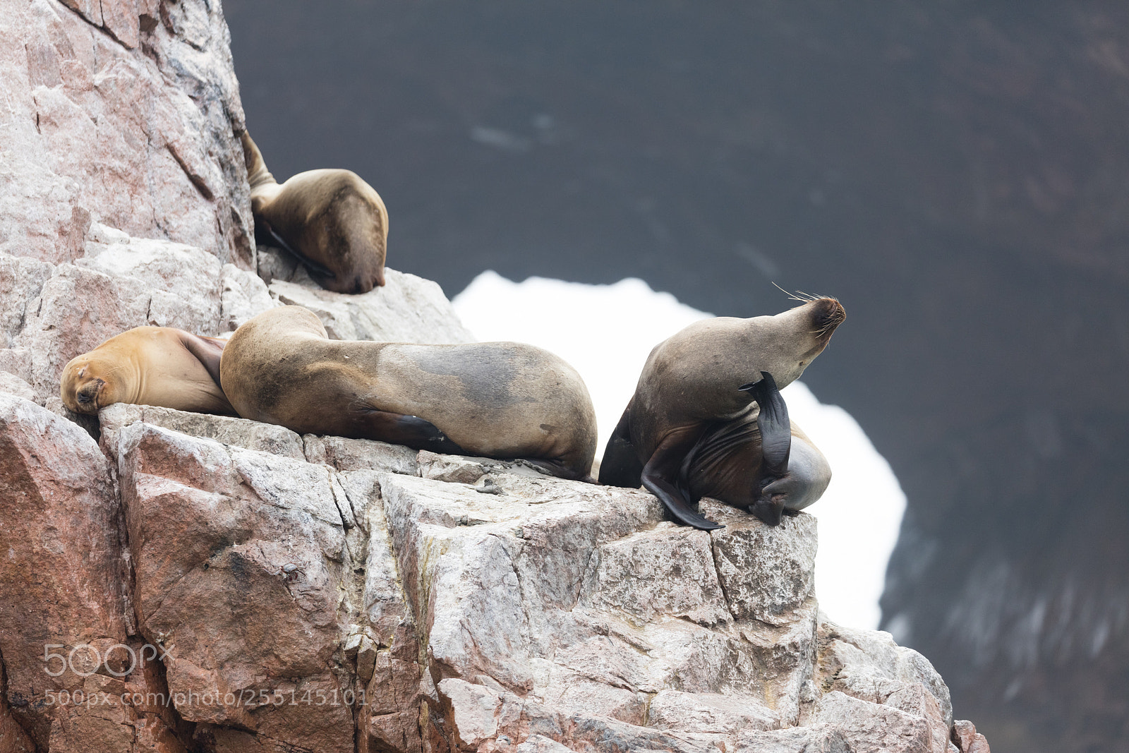 Canon EOS 5DS R sample photo. Ballestas islands, perù photography