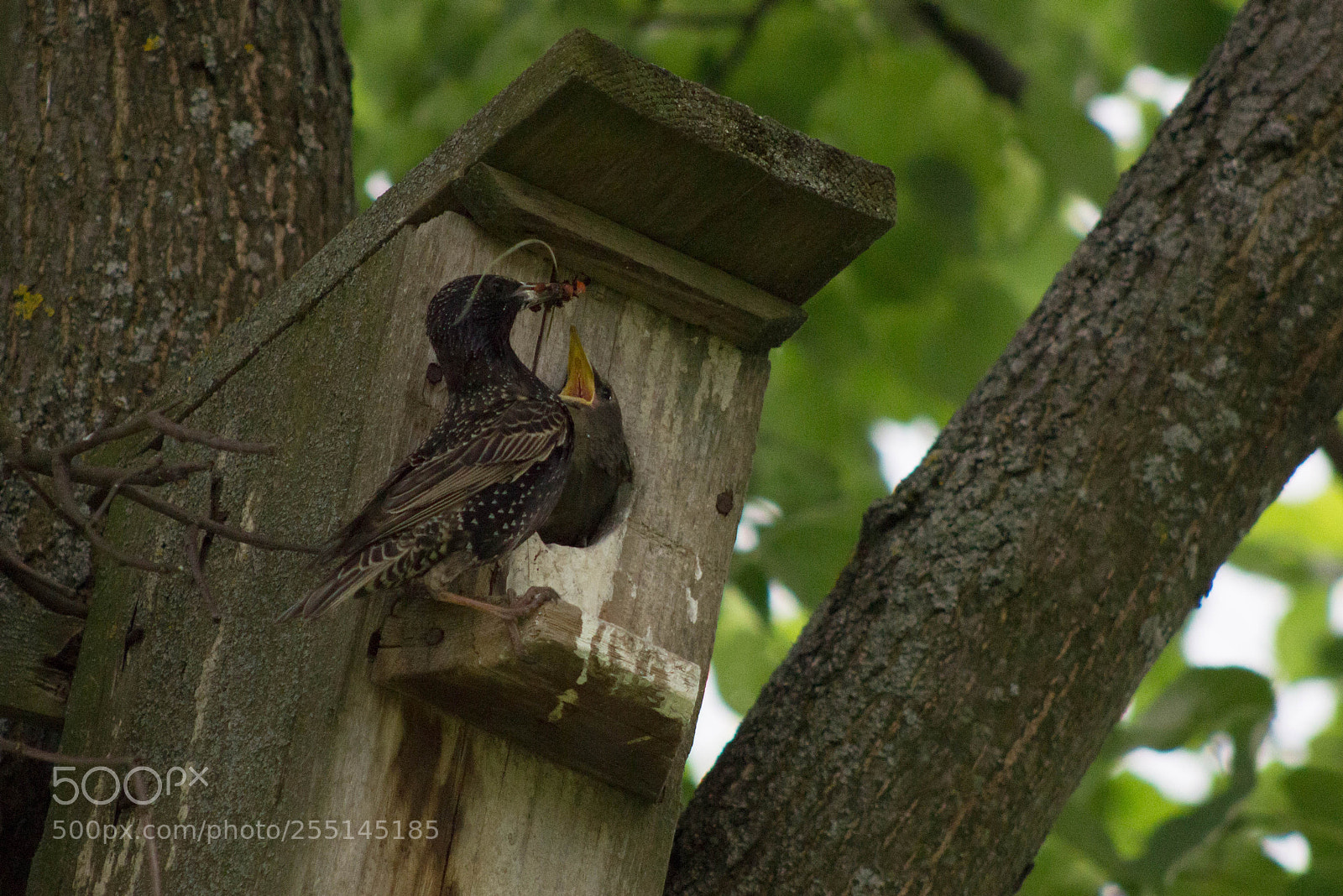 Canon EOS 600D (Rebel EOS T3i / EOS Kiss X5) sample photo. Starlings photography