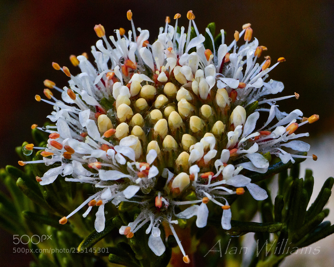 Canon EOS 7D Mark II sample photo. Flora photography