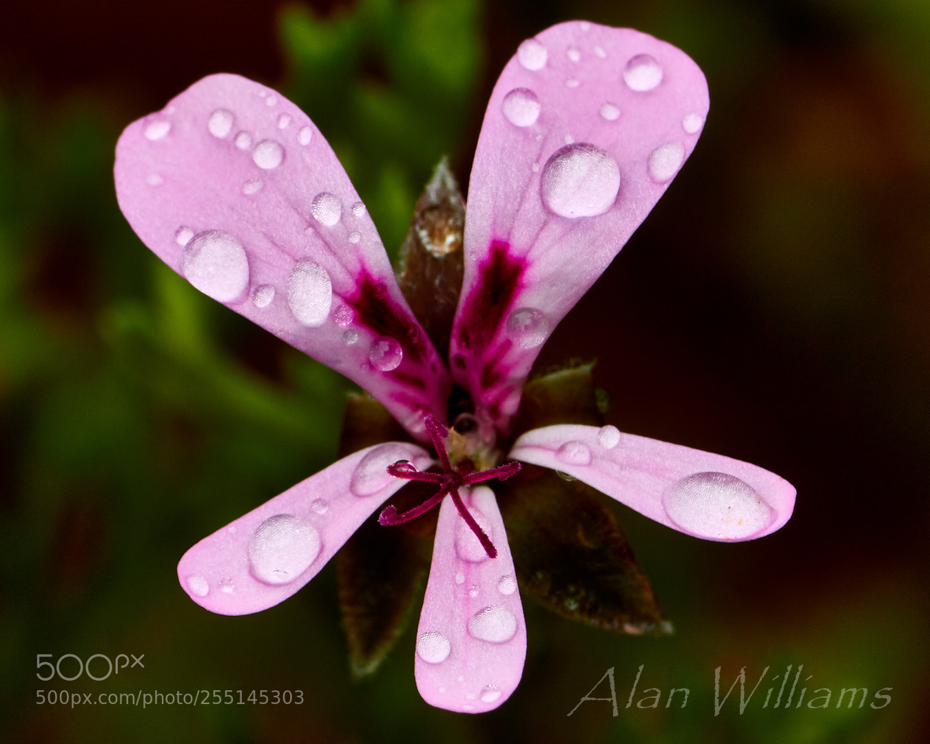 Canon EOS 7D Mark II sample photo. Flora photography