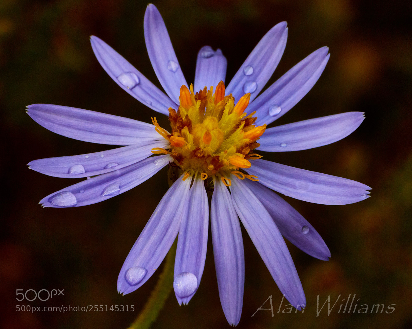 Canon EOS 7D Mark II sample photo. Flora photography