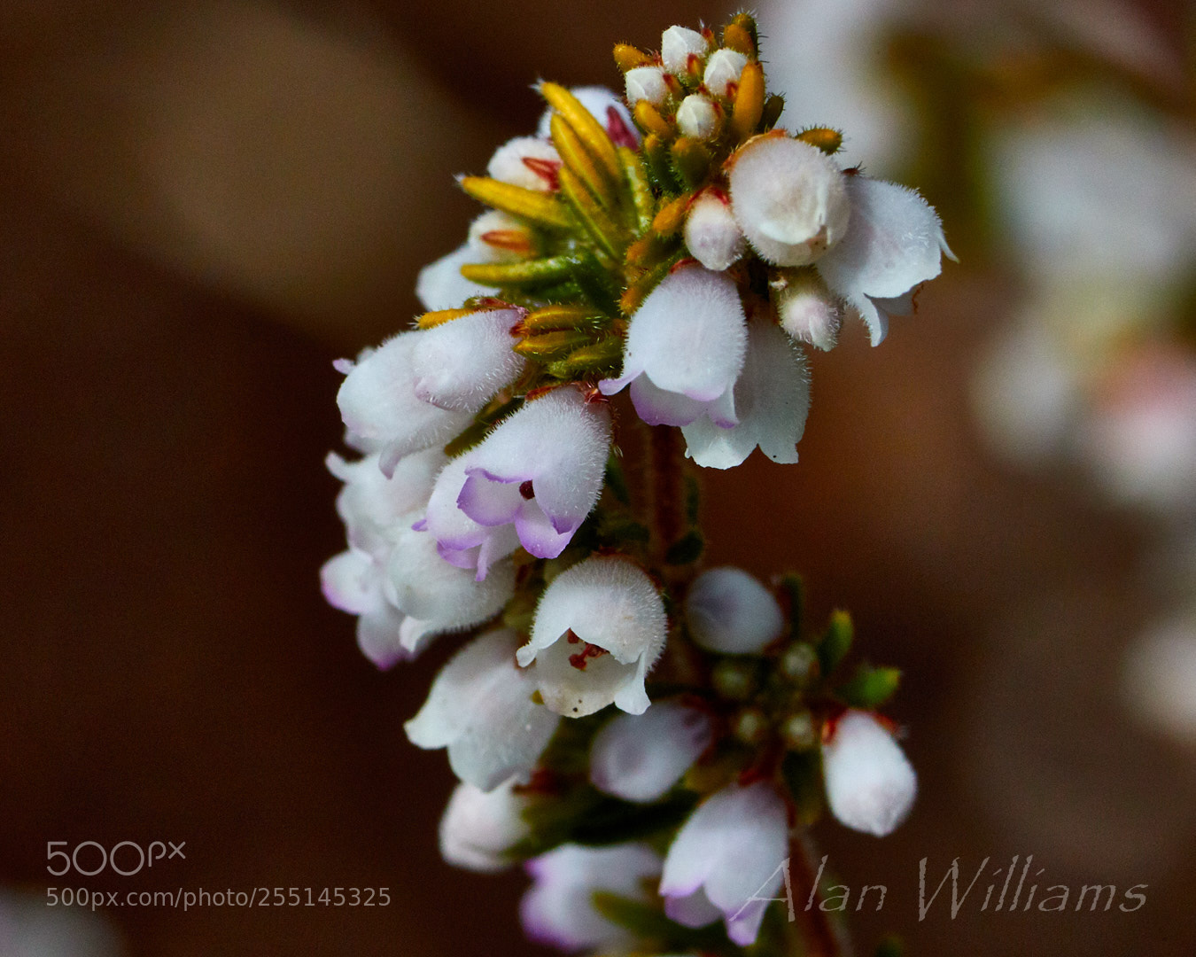 Canon EOS 7D Mark II sample photo. Flora photography