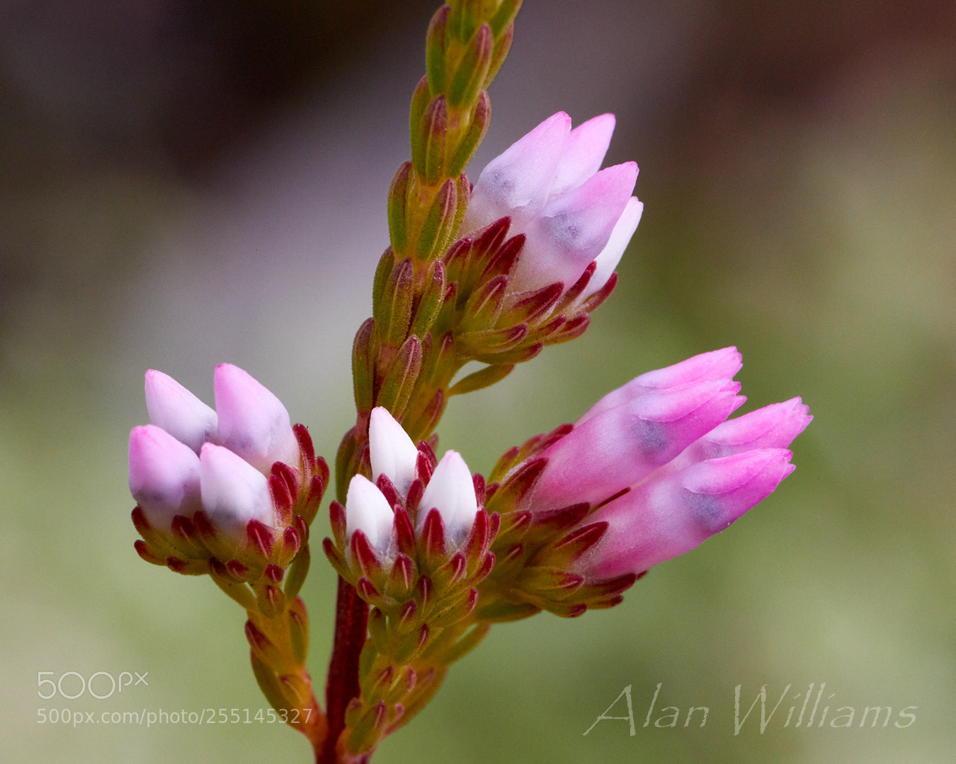 Canon EOS 7D Mark II sample photo. Flora photography