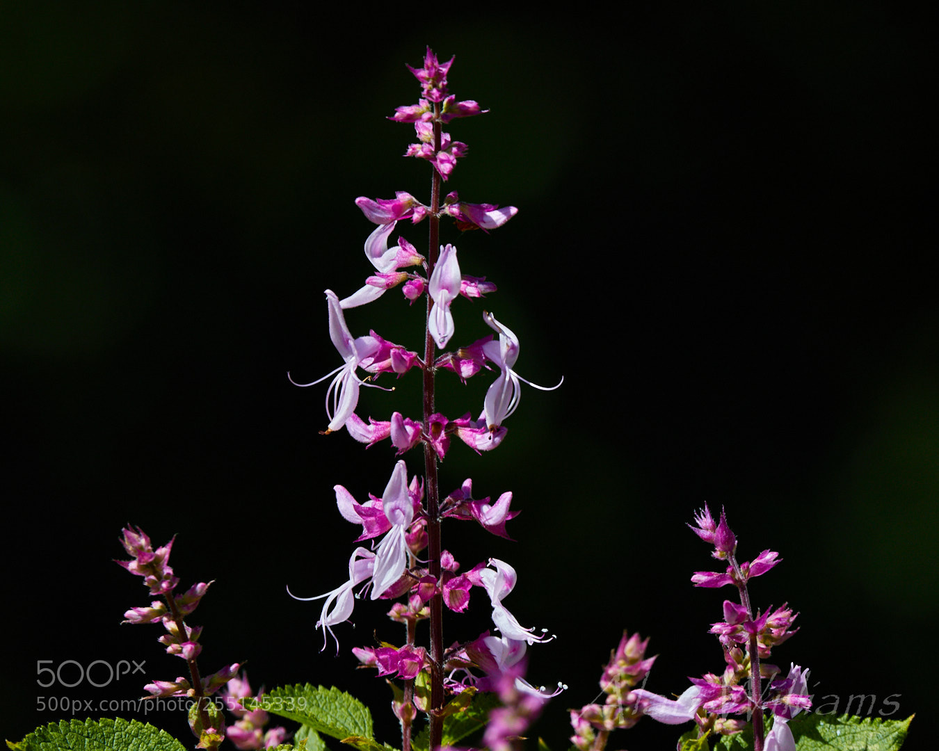 Canon EOS 7D Mark II sample photo. Flora photography